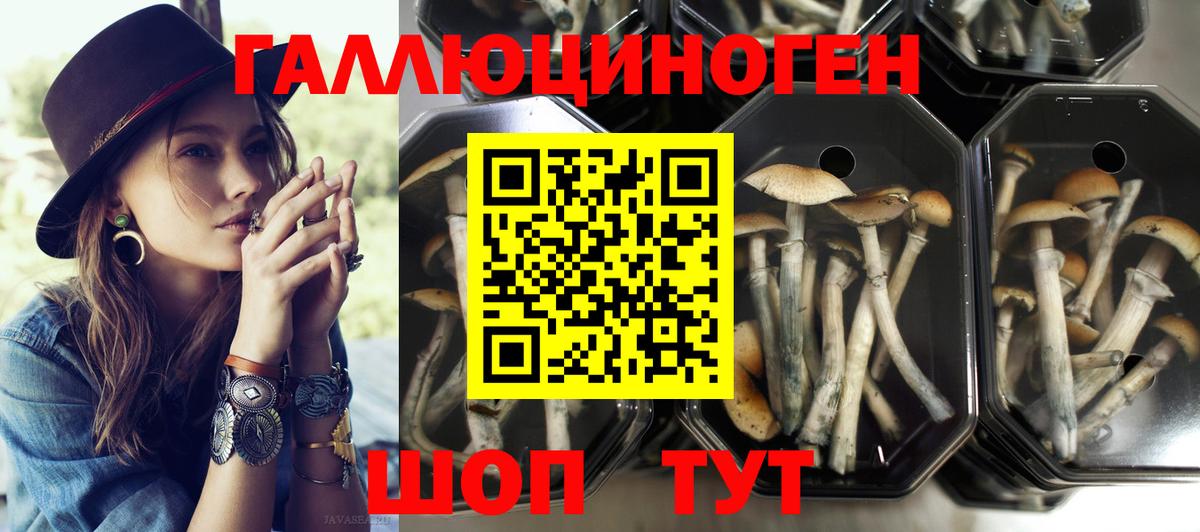 Псилоцибиновые грибы Psilocybine cubensis Светлоград